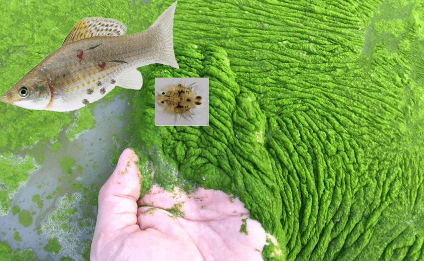 Kỹ thuật viên sử dụng thuốc tím xử lý nước ao nuôi tôm