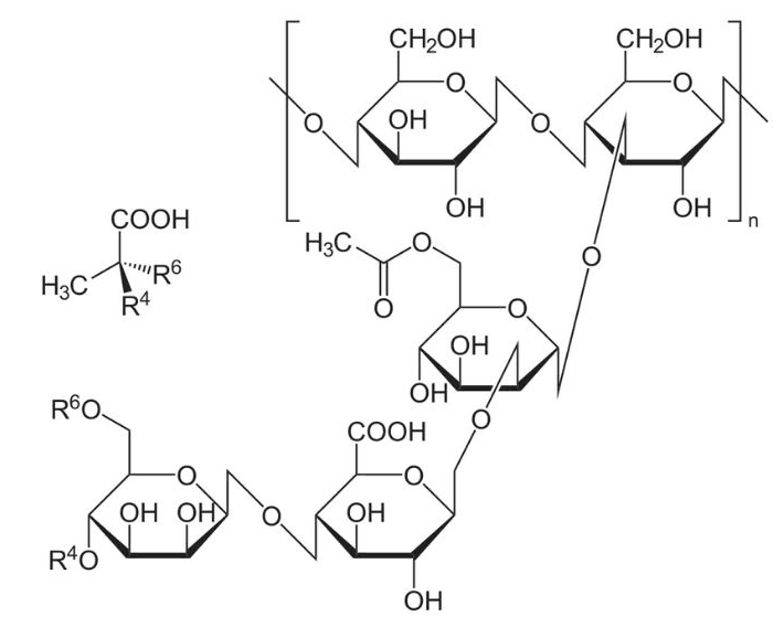 Mô hình cấu trúc phân tử xoắn kép của Xanthan Gum E415