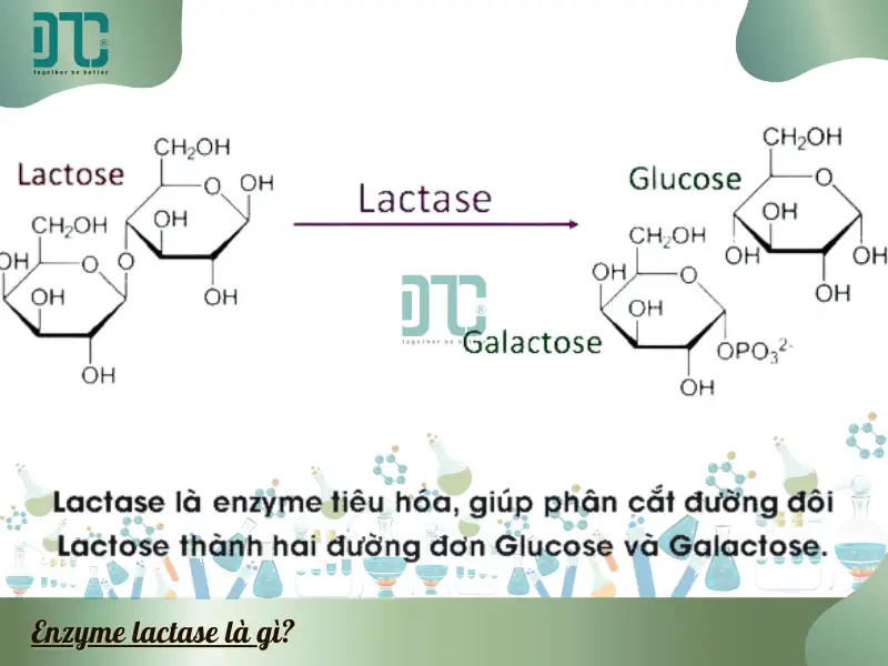 Enzyme lactase là gì