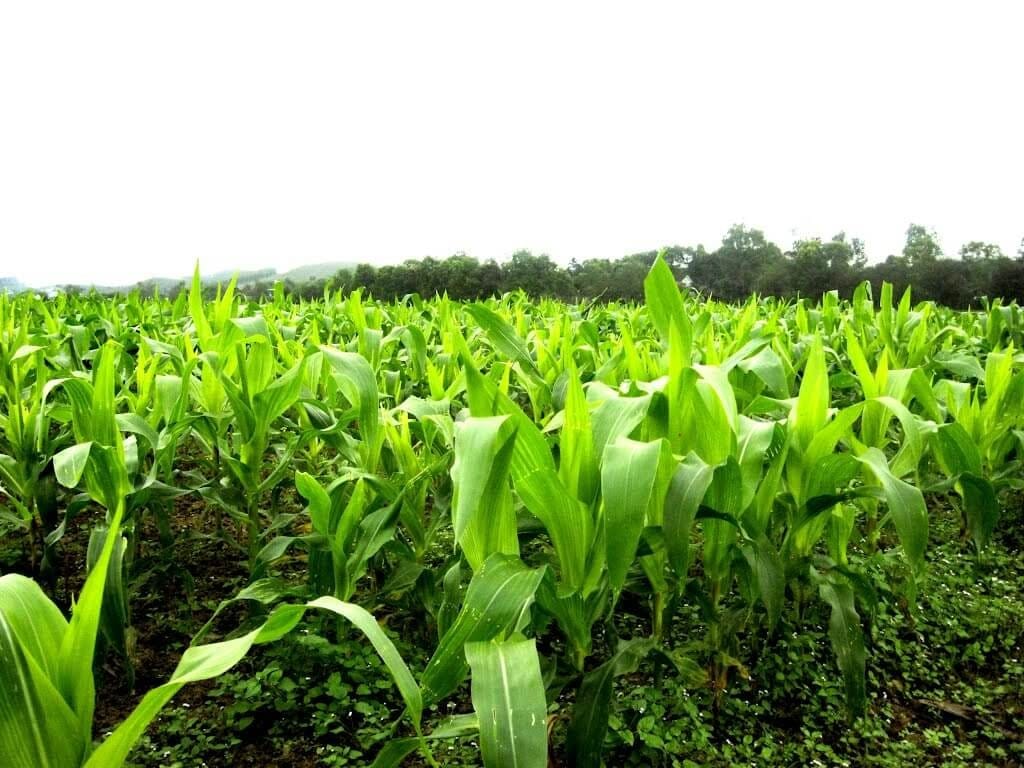 Cánh đồng ngô được bón phân Amoni Nitrat cho năng suất cao