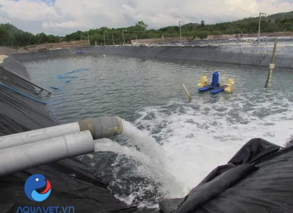 Trang trại nuôi tôm công nghệ cao ứng dụng magie clorua để ổn định khoáng