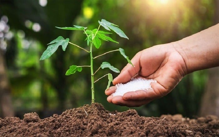 Cánh đồng xanh tốt, minh họa cho hiệu quả của phân bón chứa lân (P2O5)