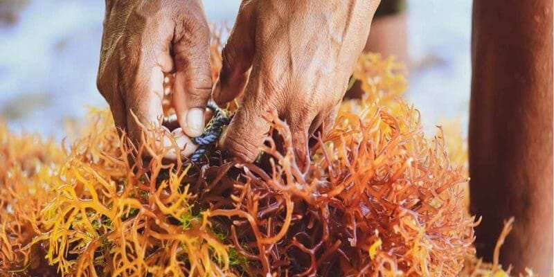 Carrageenan được chiết xuất từ rong biển đỏ, là một thành phần tự nhiên mang lại hiệu quả vượt trội trong công nghệ thực phẩm.