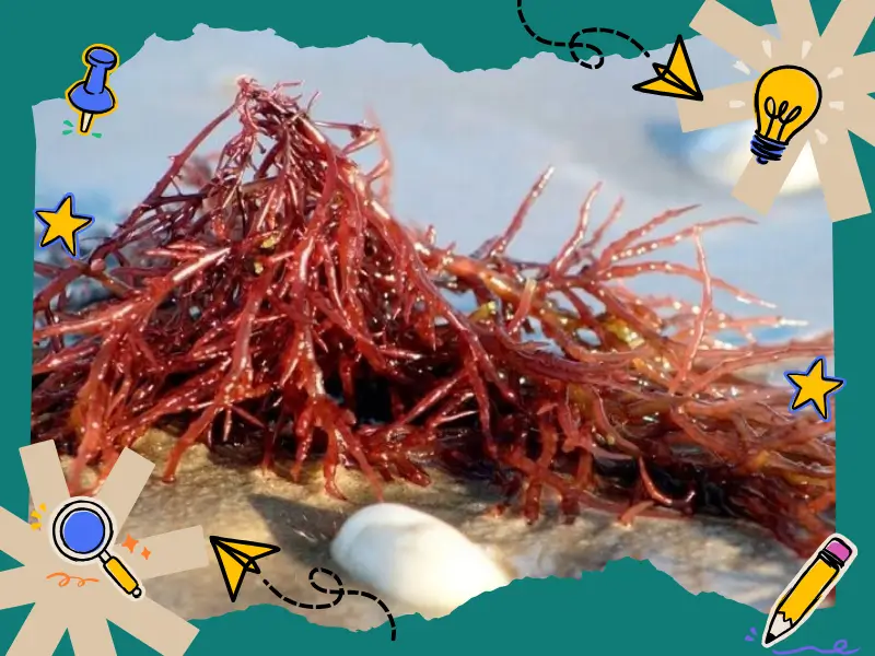 Carrageenan được chiết xuất từ rong biển đỏ
