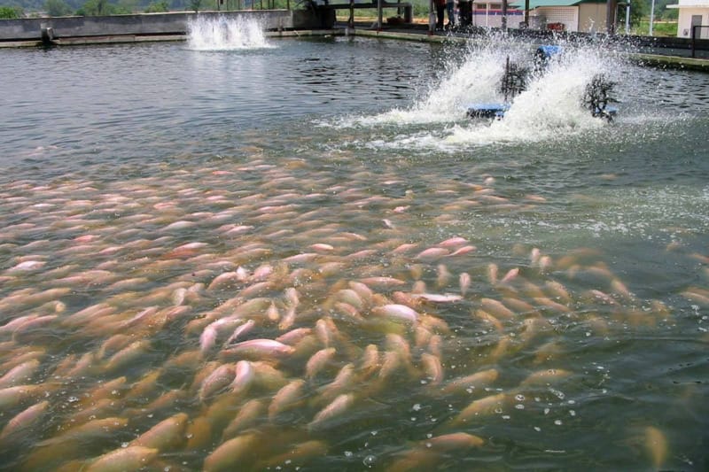 Môi trường ao nuôi tôm đạt chuẩn sau khi sử dụng Sodium Thiosulfate để xử lý nước.