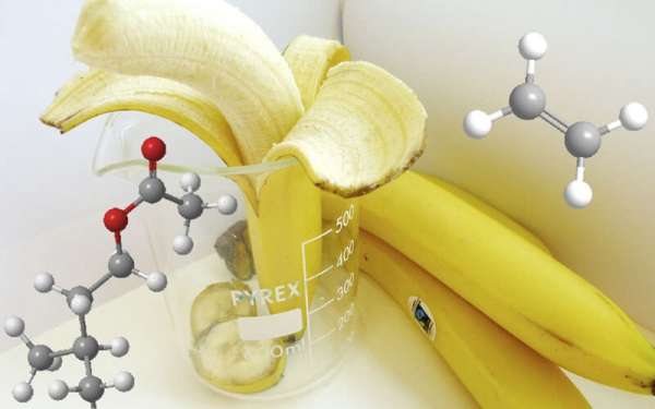 Isoamyl Axetat là gì