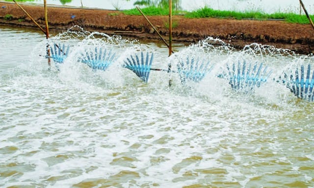 Trong Nuôi Trồng Thủy Sản: "Làm Sạch" Môi Trường Nước