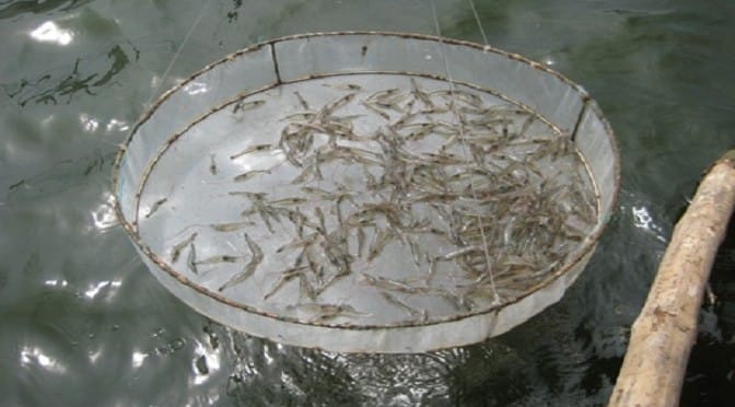 Kiểm tra vó ăn của tôm