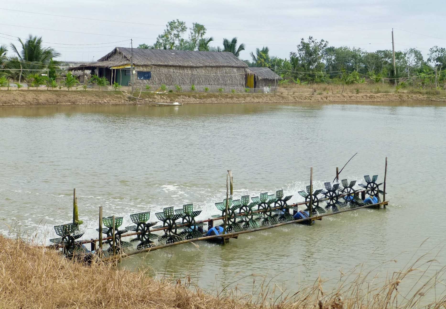 Ao nuôi đã được cải tạo sạch sẽ