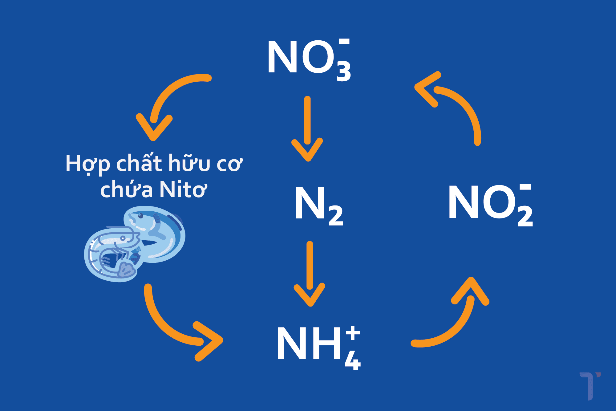 Sơ đồ kỹ thuật minh họa chu trình Nitơ trong ao nuôi, thể hiện rõ quá trình chuyển hóa từ Protein -> Amoniac (NH₃) -> Nitrit (NO₂⁻) -> Nitrat (NO₃⁻) và vai trò của vi khuẩn.