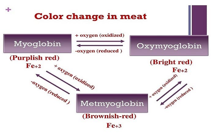 quá trình phản ứng hóa học từ Myoglobin + NO → Nitrosomyoglobin → Nitrosohemochrome