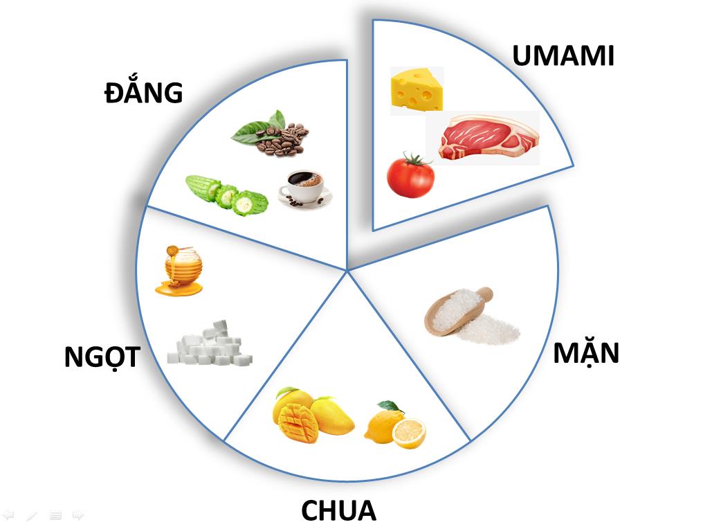 Biểu đồ năm vị cơ bản bao gồm vị Umami