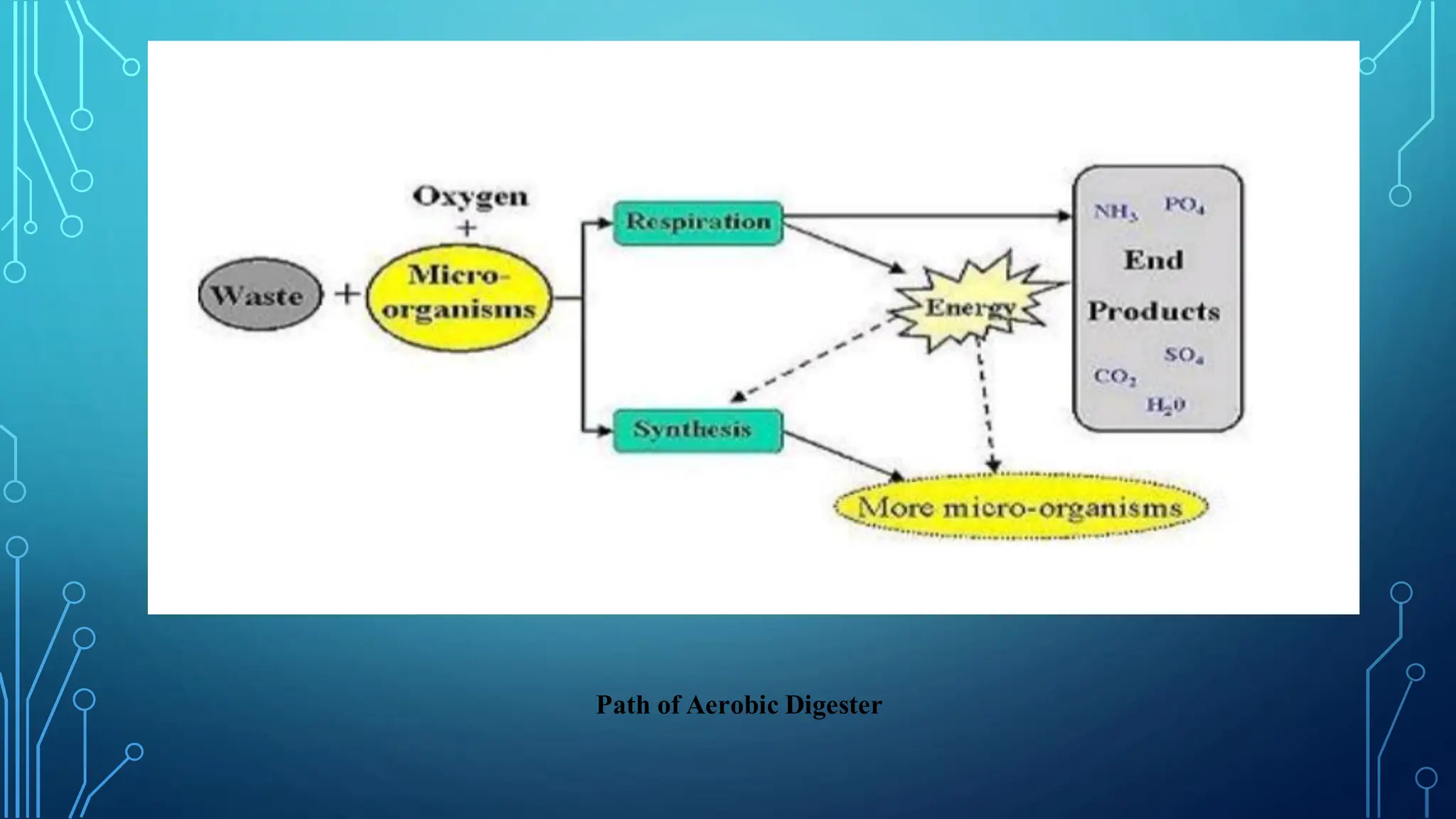 Tìm hiểu về hô hấp hiếu khí