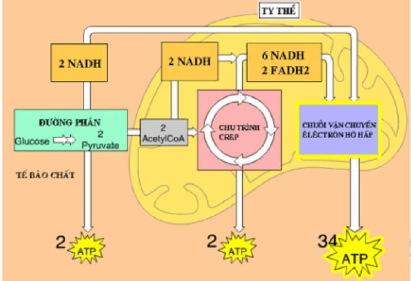 Ý nghĩa của hô hấp hiếu khí