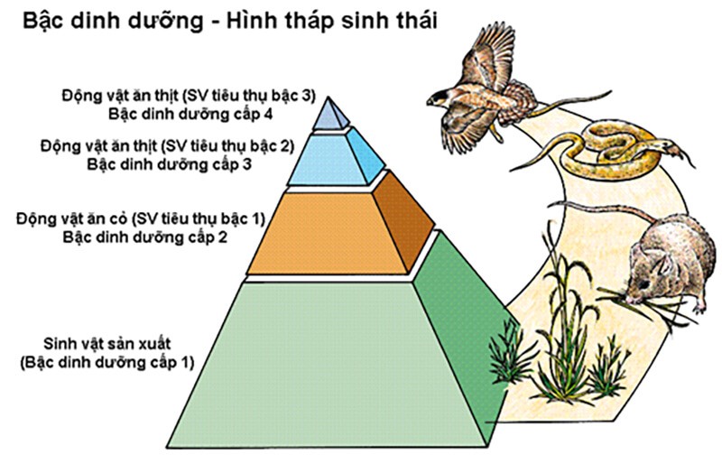 Nhân tố sinh thái vô sinh ví dụ như chất thải, lông rụng của sinh vật, xác rắn lột, nước, không khí, ánh sáng…
