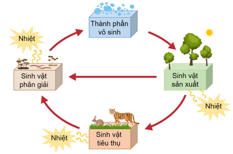 Thực chất, các nhân tố sinh thái đều tác động qua lại, ảnh hưởng lẫn nhau
