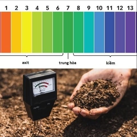 Đo độ pH để xác định ngưỡng pH thích hợp cho cây trồng