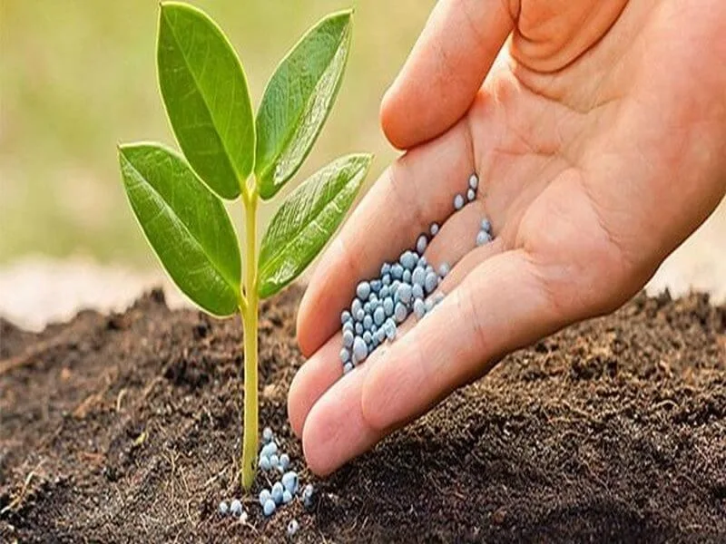 Phân bón hóa học có chứa nguyên tố vi lượng dinh dưỡng cho cây trồng
