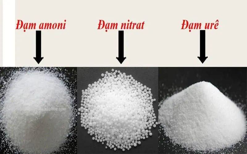 Các loại phân đạm phổ biến trên thị trường hiện nay