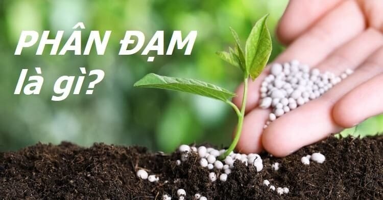 Khái niệm phân đạm là gì?