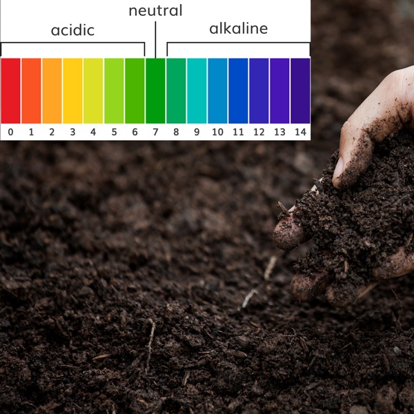 3 Cách Cải Tạo Đất Kiềm (pH > 7.5)